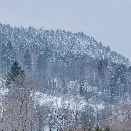 Wassermann Rejstejn
